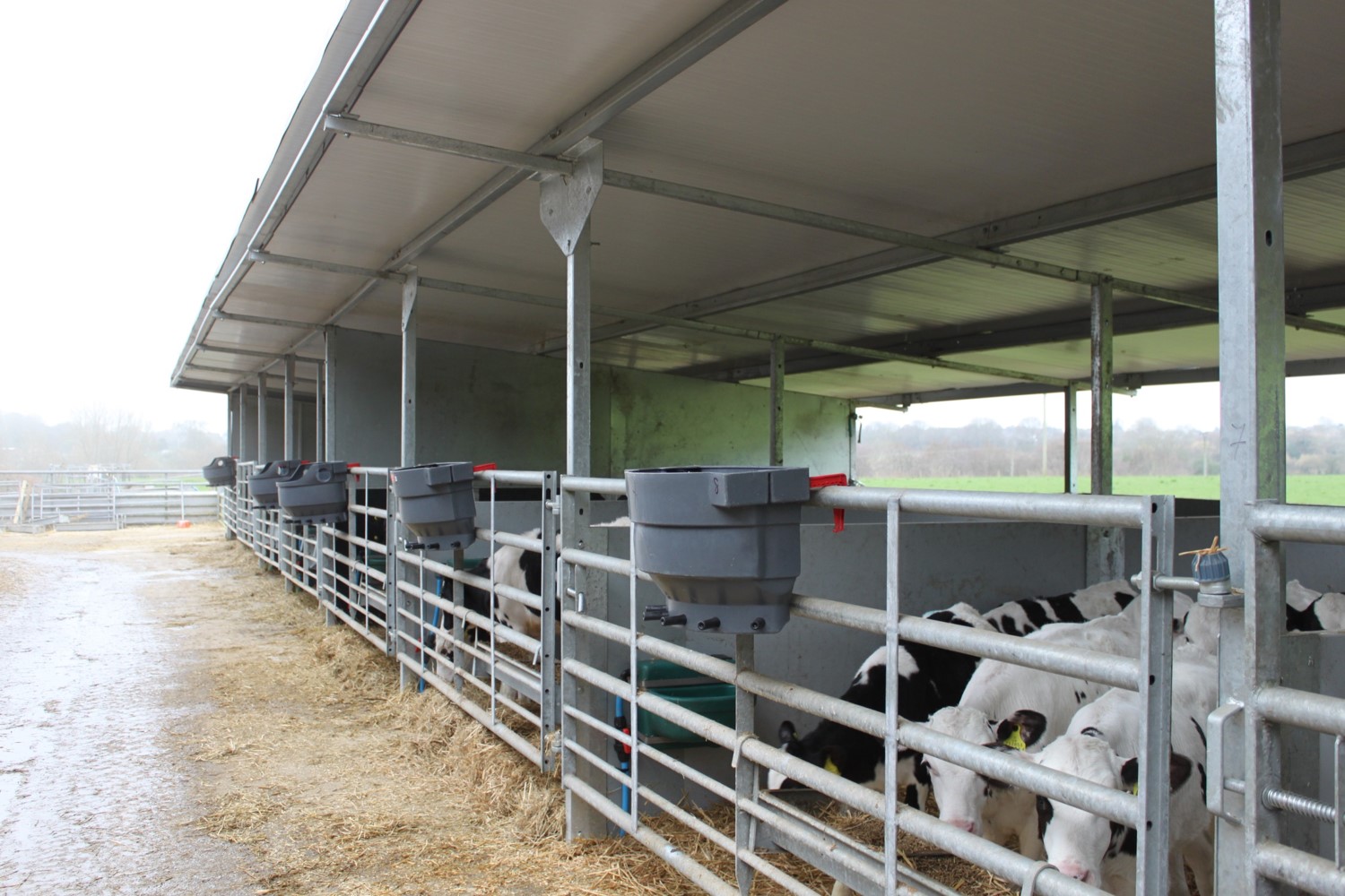 Gated monopitch building with bedded pens holding water drinkers, concentrate troughs and milk bars